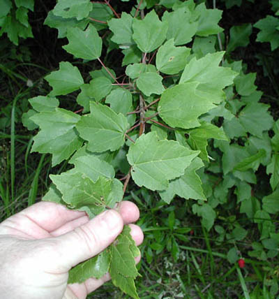 maple tree guide tree identification 2 maple tree guide tree identification 2